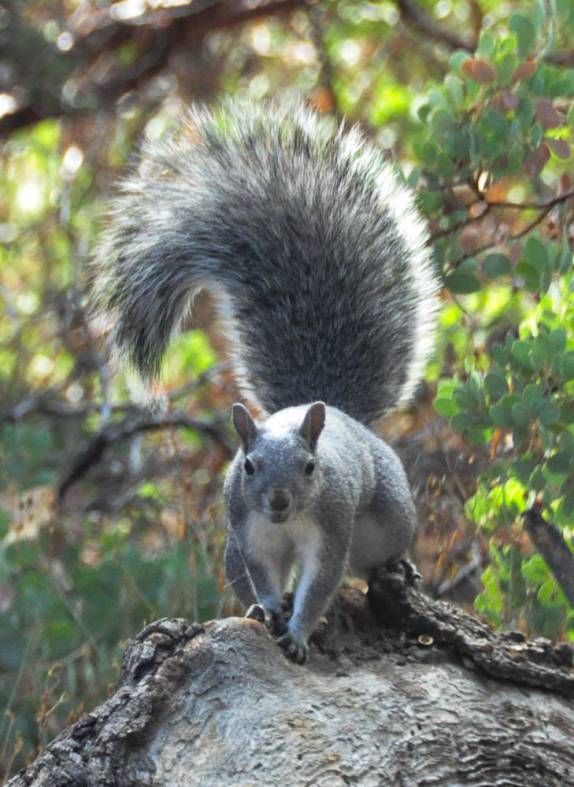 Esquilo nos observa em trilha no Yosemite National Park, na Califórnia, nos Estados Unidos
